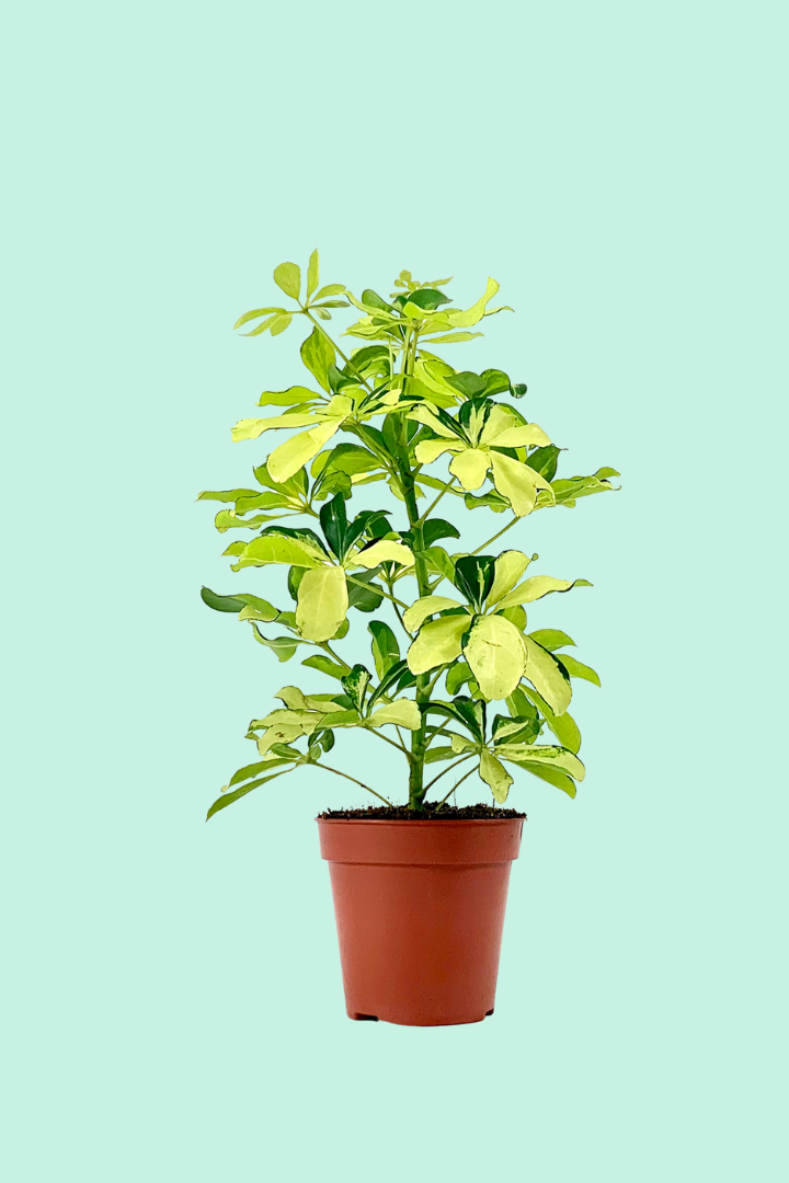 entretien schefflera arboricola Schefflera arboricola (Arbre-Ombrelle)