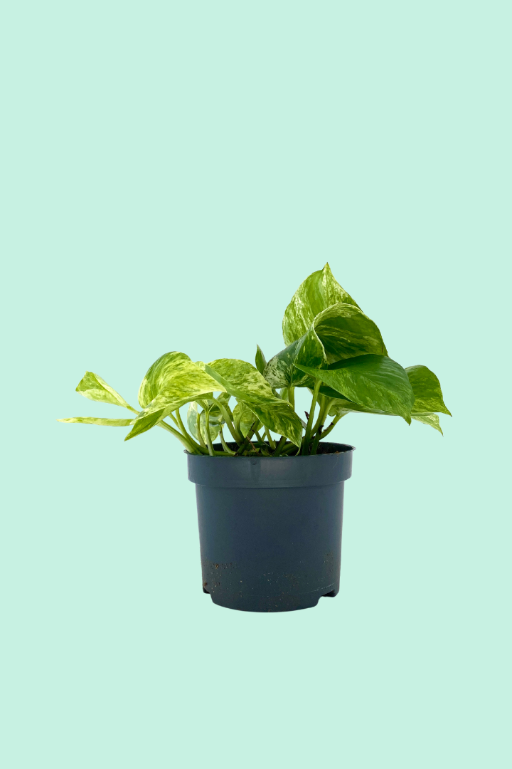 Nos conseils pour entretenir ta plante : Spathiphyllum 'Sweet Silvio' –  Plantes Pour Tous