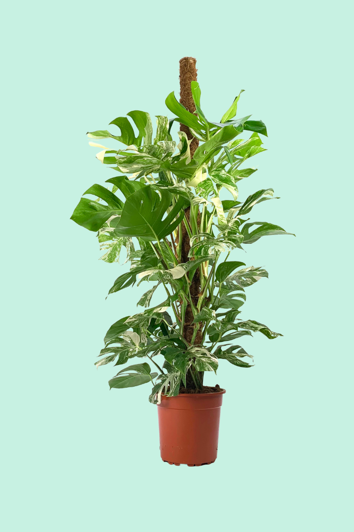 monstera deliciosa feuille jaune Monstera deliciosa 'Variegata'