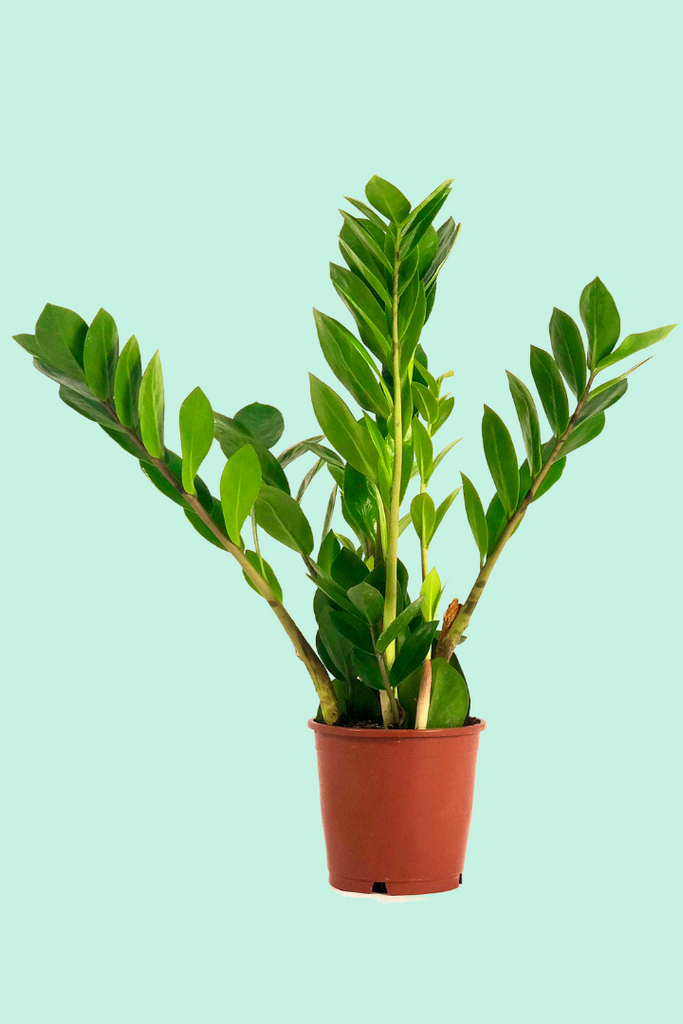 Zamioculcas zamiifolia (Plante ZZ)
