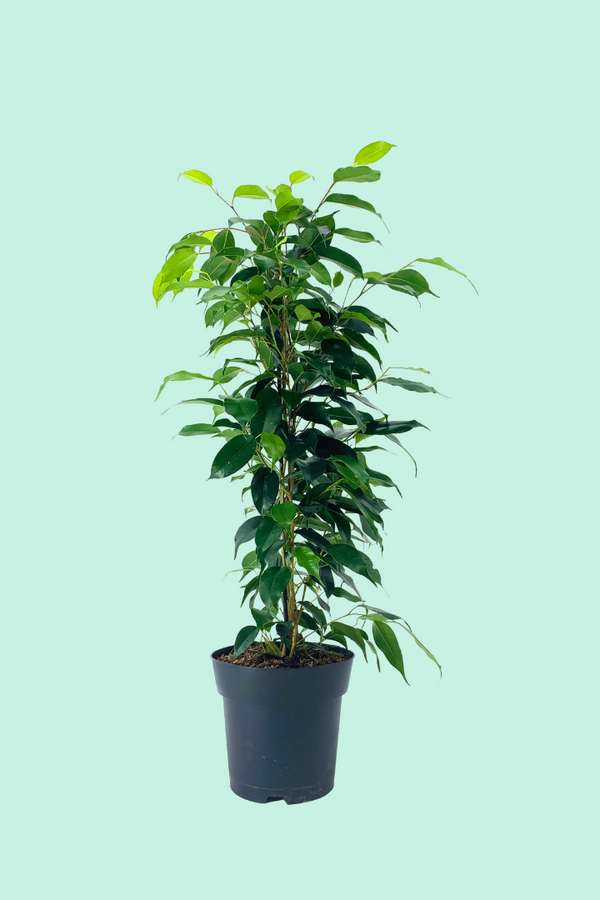 Ficus benjamina 'Danielle' (Figuier pleureur)