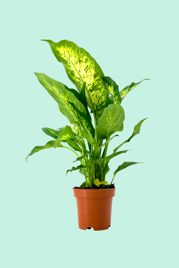dieffenbachia mars entretien Dieffenbachia 'Compacta' (Canne du Muet)