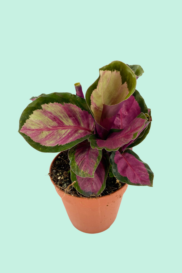Le calathea : une plante d'intérieur aussi esthétique que peu exigeante -  botanic®