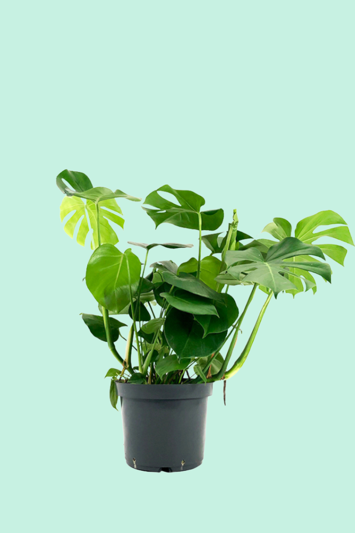monstera deliciosa faux philodendron Monstera deliciosa (faux Philodendron)
