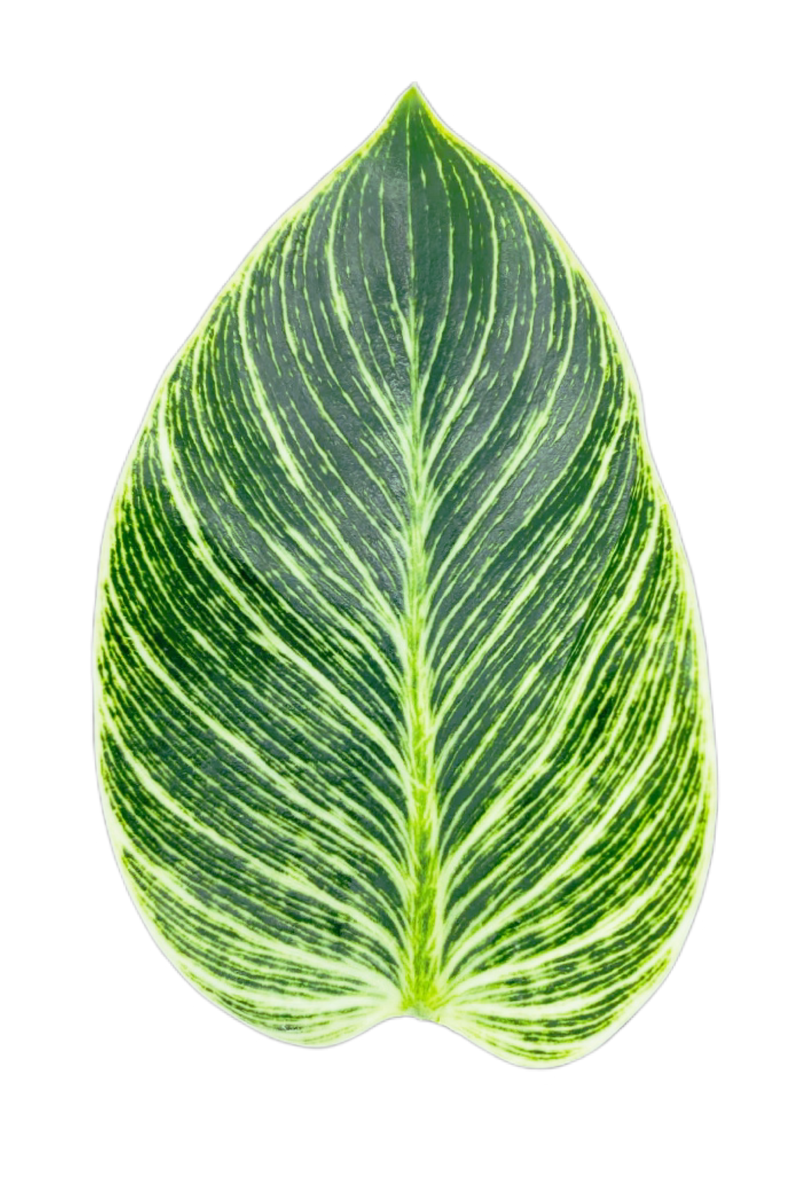 philodendron birkin feuille marron Philodendron 'Birkin'