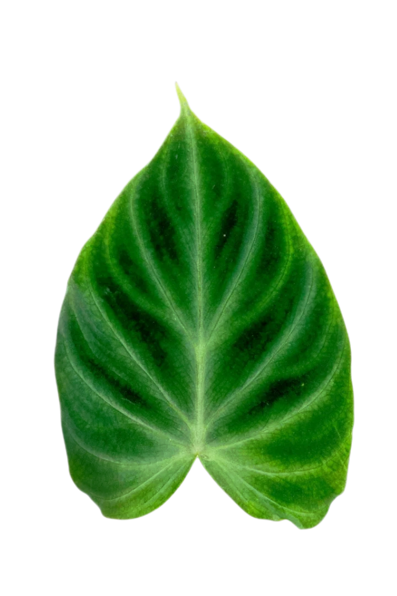 feuille de philodendron Philodendron verrucosum