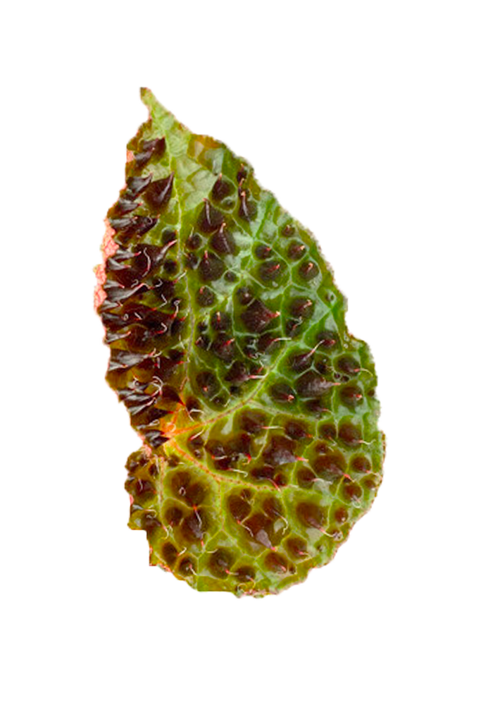 Begonia rex 'Ferox'