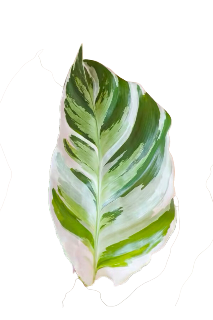 Calathea 'White Fusion' (Plante Paon)