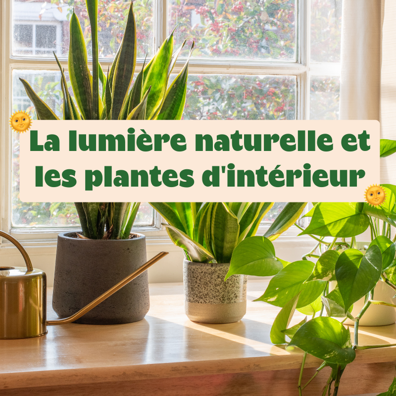 Pourquoi les plantes ont-elles besoin de lumière naturelle ? 🪴