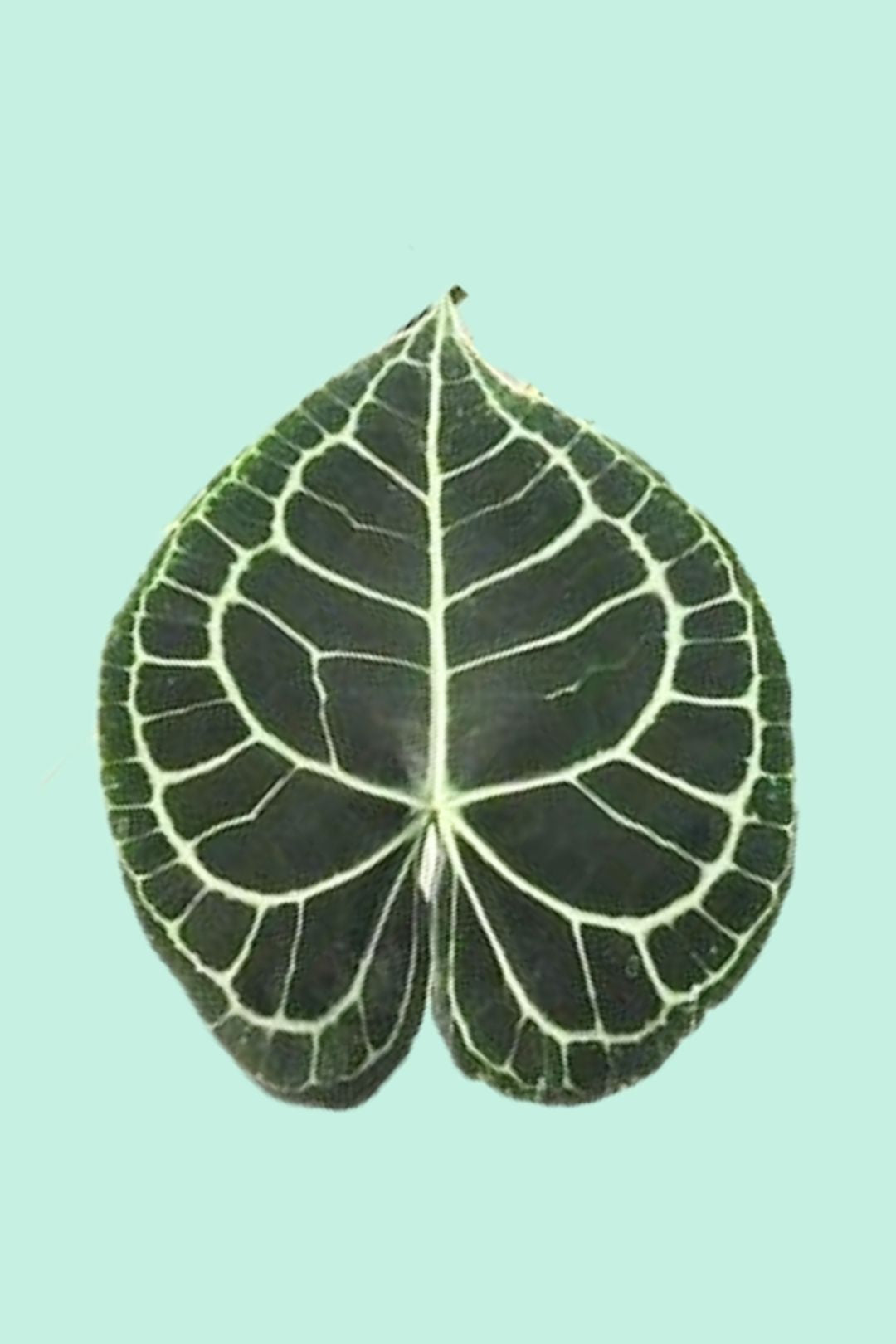 Anthurium clarinervium : Entretien Facile – Plantes Pour Tous