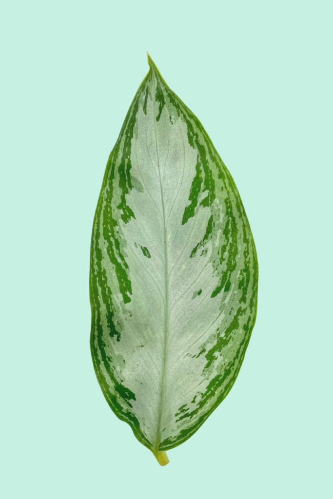 aglaonema entretien Aglaonema 'Silver Bay' : Entretien Facile – Plantes Pour Tous