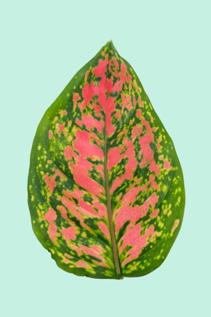 aglaonema pink star entretien Aglaonema 'Spotted Star' : Entretien Facile – Plantes Pour Tous