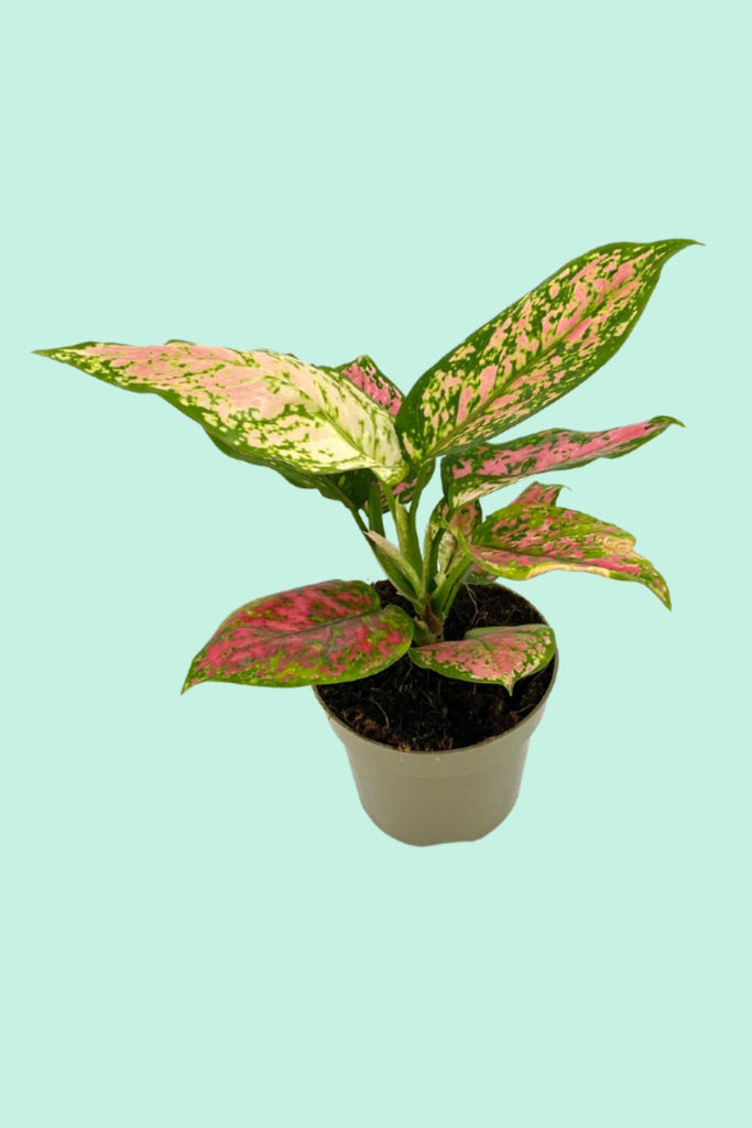 aglaonema rose entretien Aglaonema 'Spotted Star' : Entretien Facile – Plantes Pour Tous