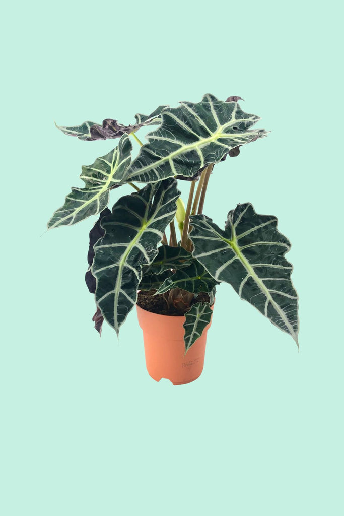 Alocasia 'Polly' (Oreille d'lphant) : Entretien Facile Plantes Pour Tous Alocasia 'Polly' (Oreille d'lphant) : Entretien Facile Plantes Pour Tous