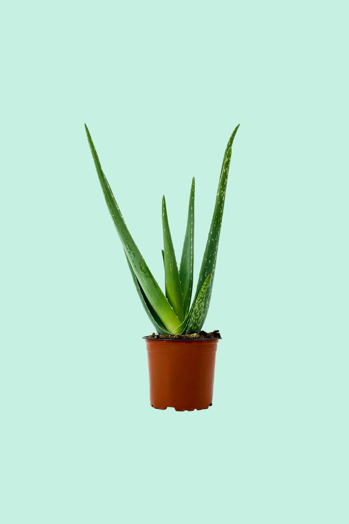 Nos conseils clés pour entretenir ta plante : Aloe Vera – Plantes