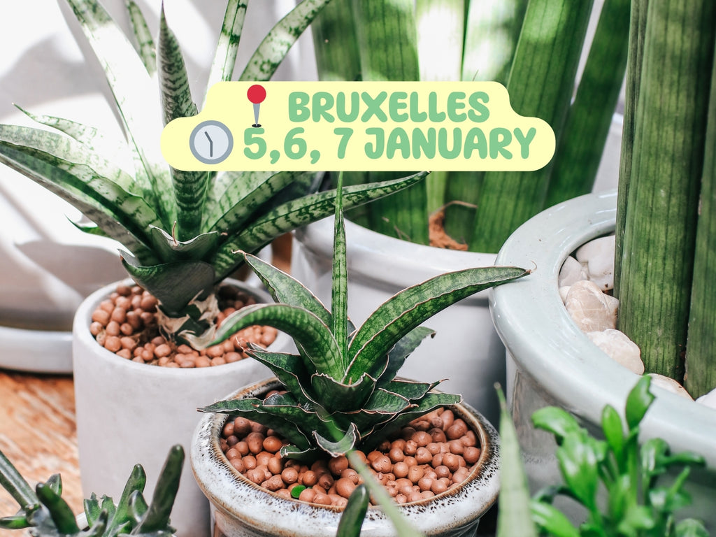 BIG PLANT SALE BRUXELLES 🪴
