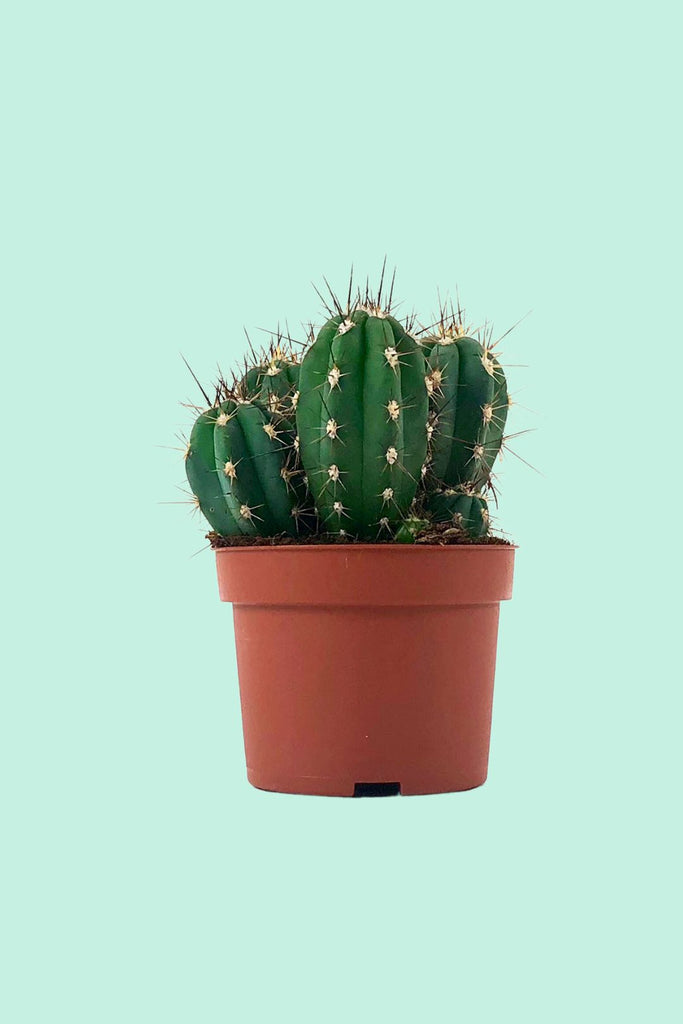 Les Cactus