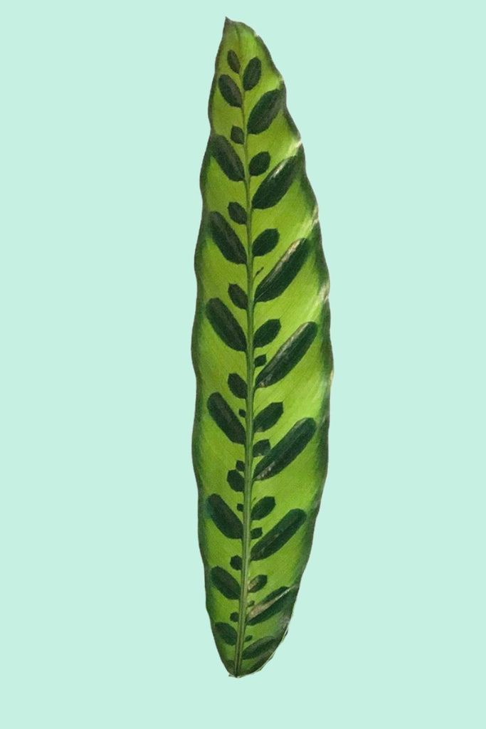 Calathea lancifolia