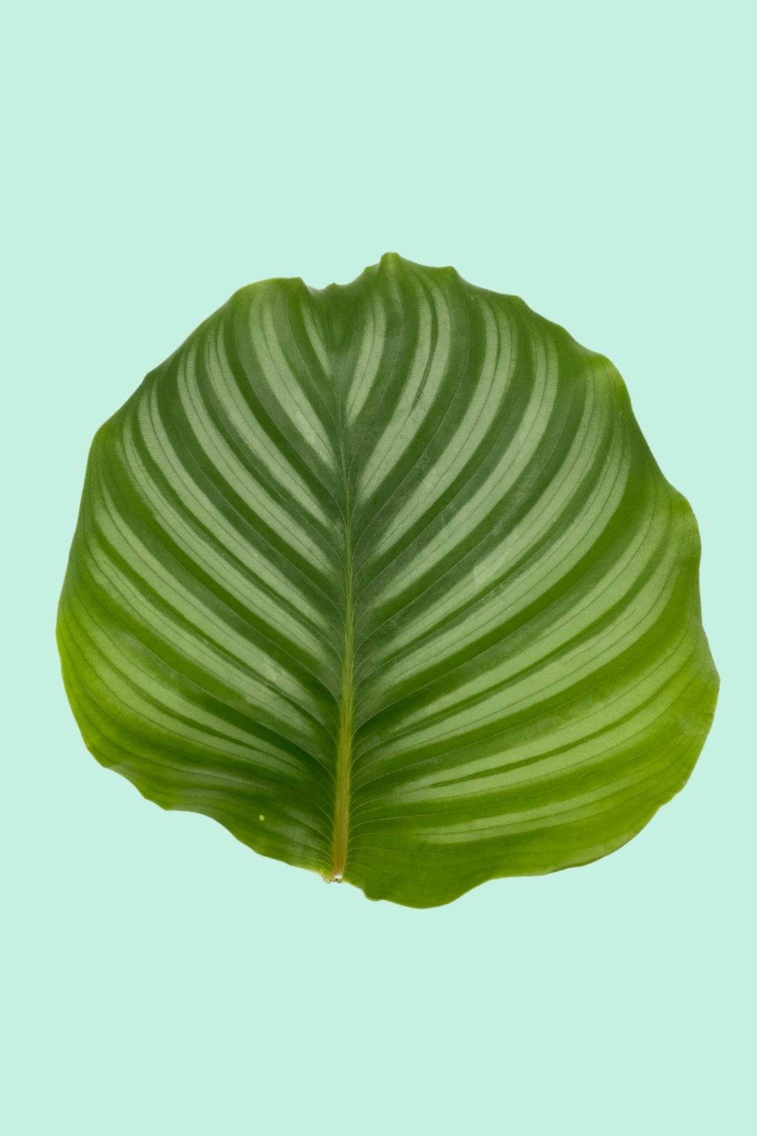 Nos conseils clés pour entretenir ta plante : Calathea orbifolia – Plantes  Pour Tous