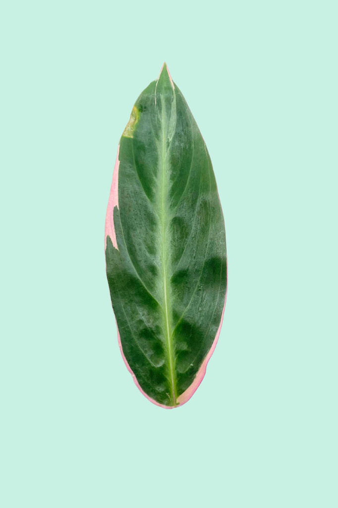 Calathea 'Triostar' (Plante Paon)