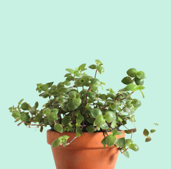 Callisia repens (Liane Tortue)