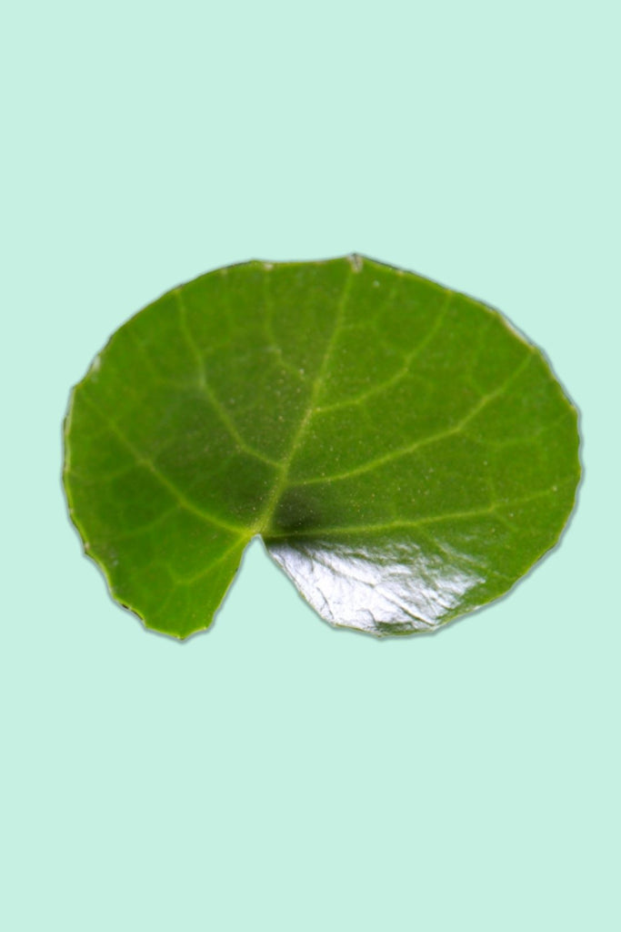 Cissus rotundifolia (Vigne d'appartement)