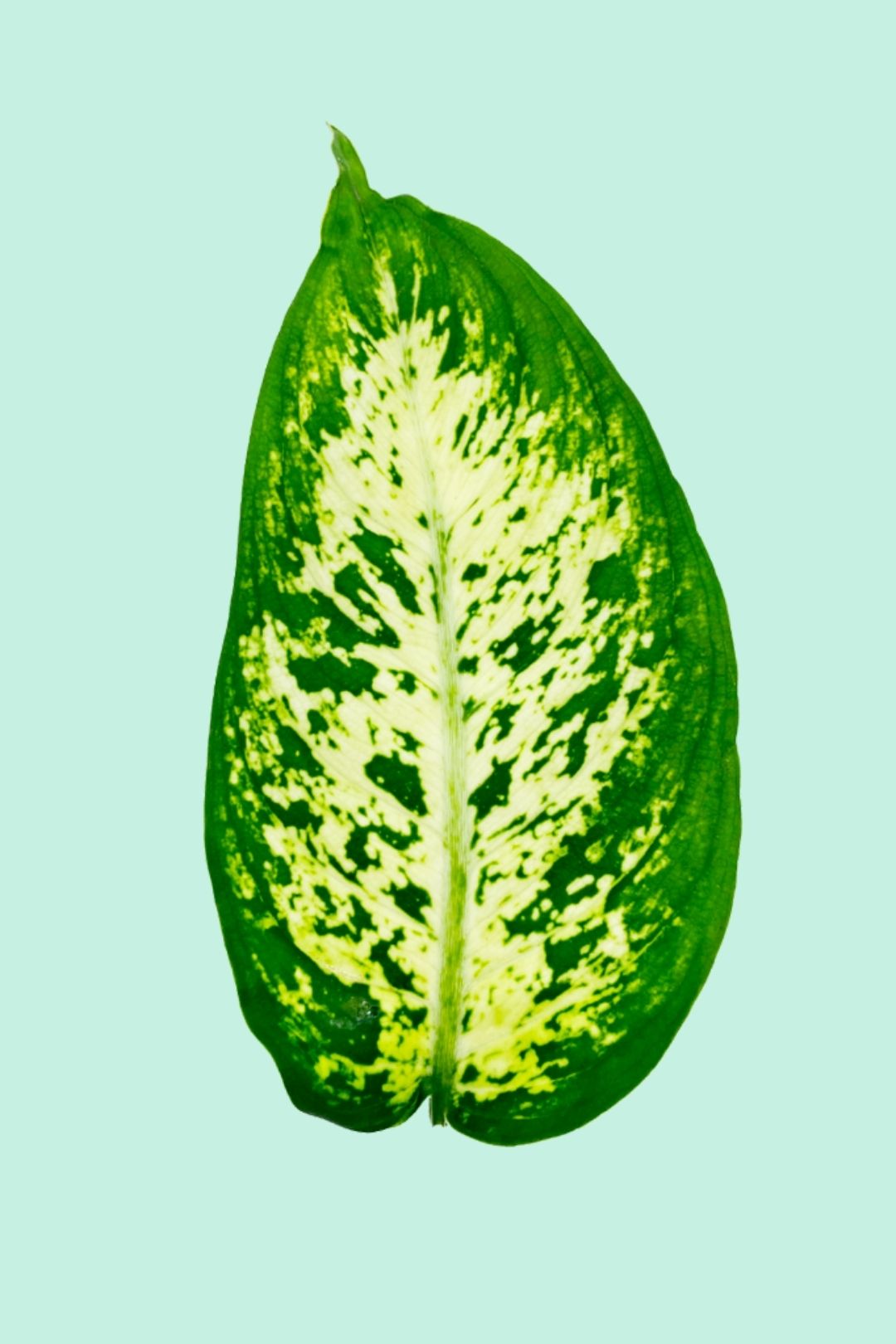 dieffenbachia feuilles tombantes Dieffenbachia 'Maroba' (Canne du Muet)