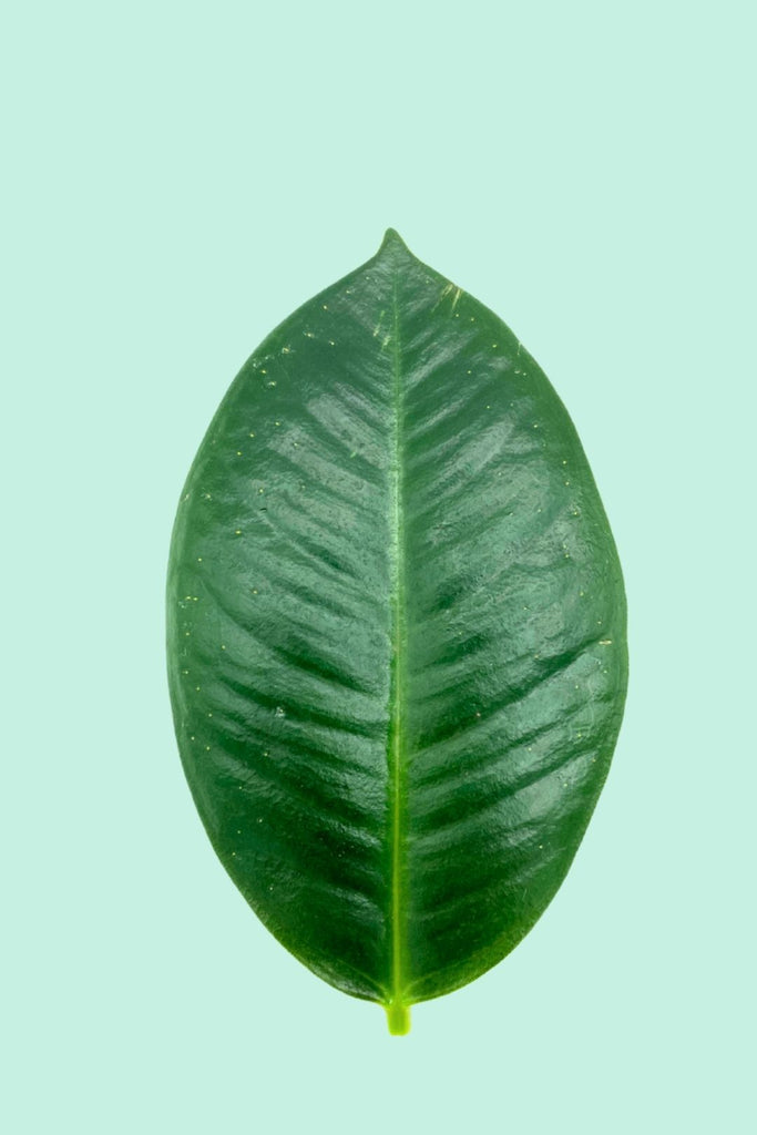 Ficus elastica 'Melany' (Caoutchouc)