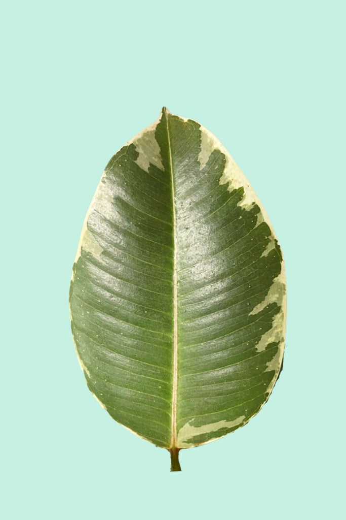Ficus elastica 'Tineke' (Caoutchouc)