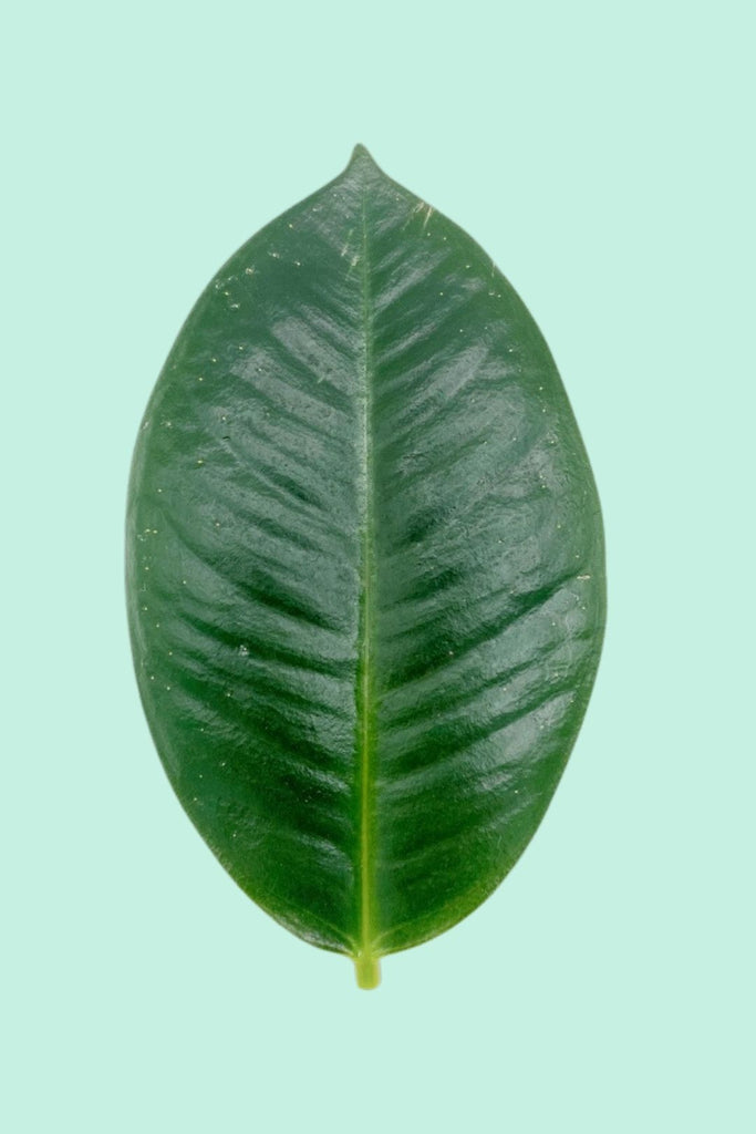 Ficus elastica 'Robusta' (Caoutchouc)