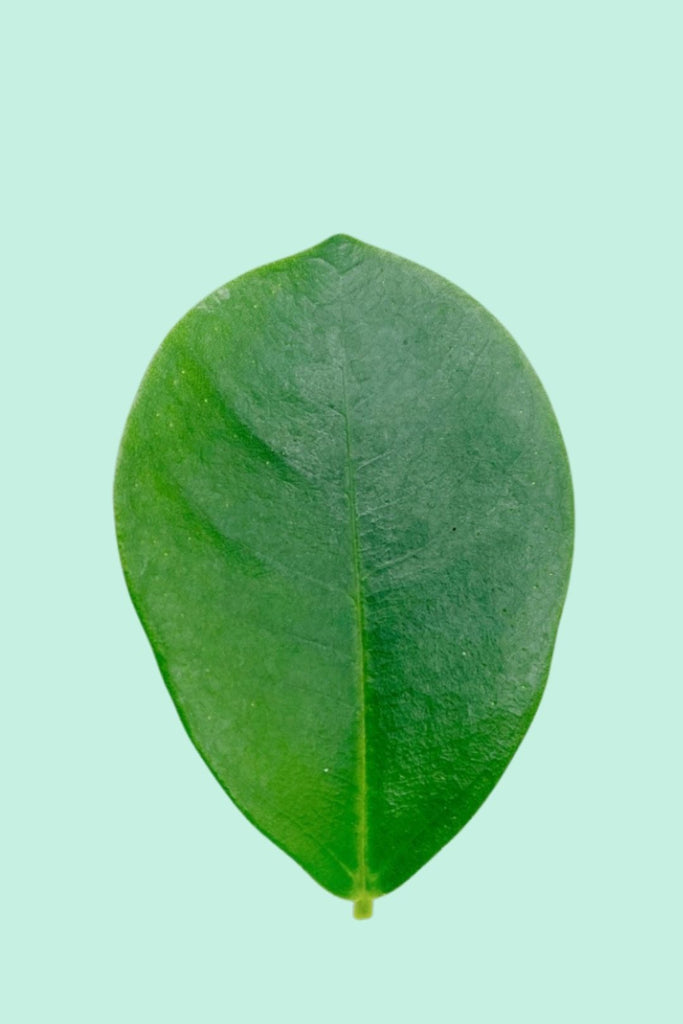 Nos conseils pour entretenir ta plante : Ficus microcarpa 'Ginseng