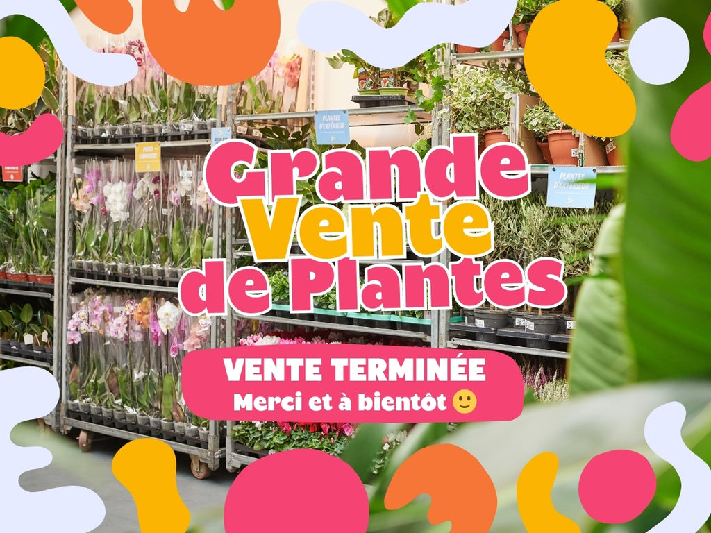 GRANDE VENTE DE PLANTES MONTREUIL