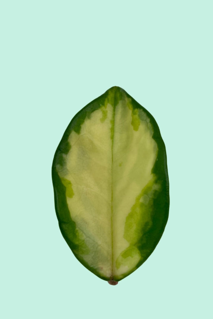 Hoya carnosa 'Tricolor' (Fleur de porcelaine)