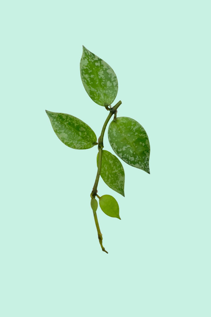 Hoya krohniana 'Splash' (Fleur de porcelaine)