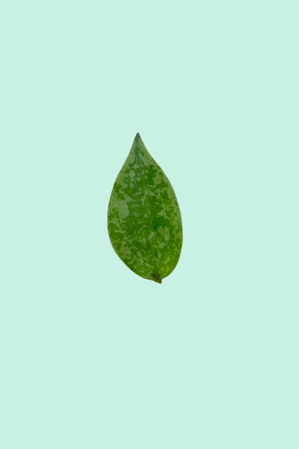 Hoya krohniana splash