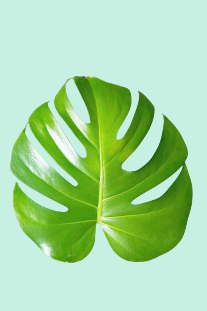 monstera deliciosa feuille jaune Monstera deliciosa (faux Philodendron)