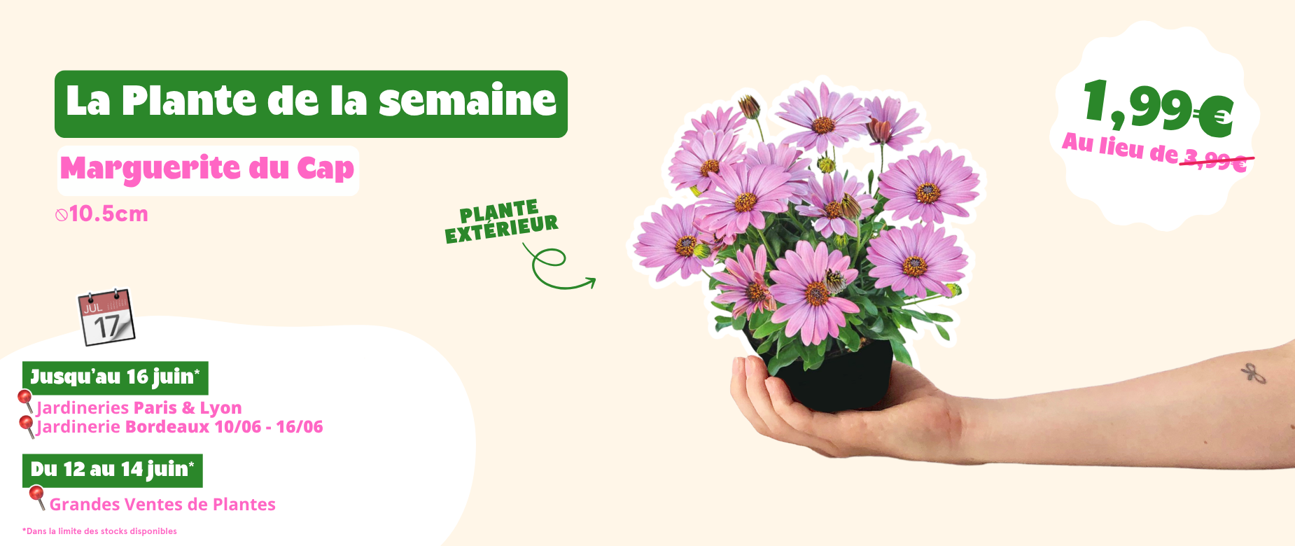 best plant to gift Money Tree Plant | Plant Gifts