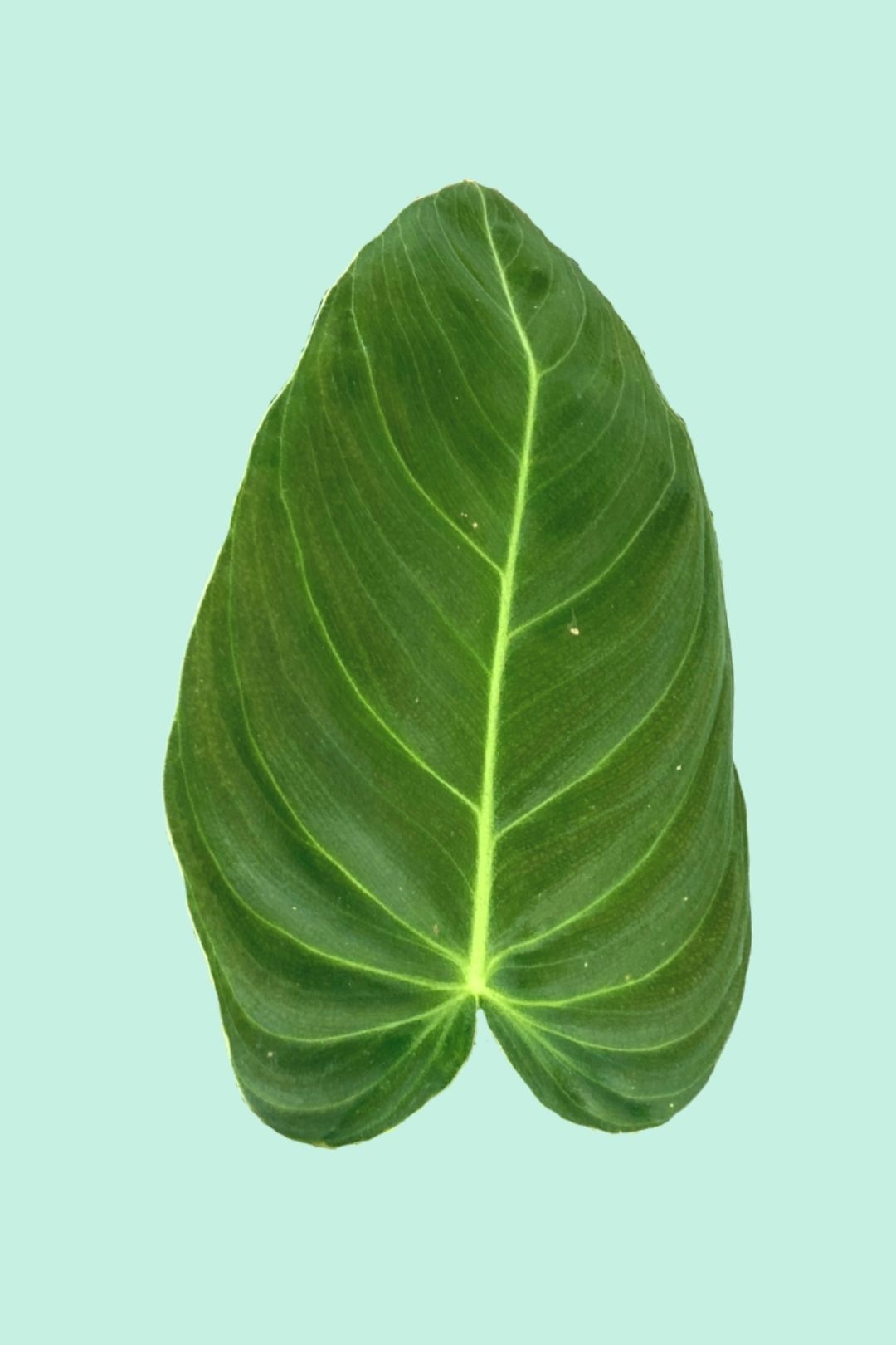 feuille de philodendron Philodendron melanochrysum