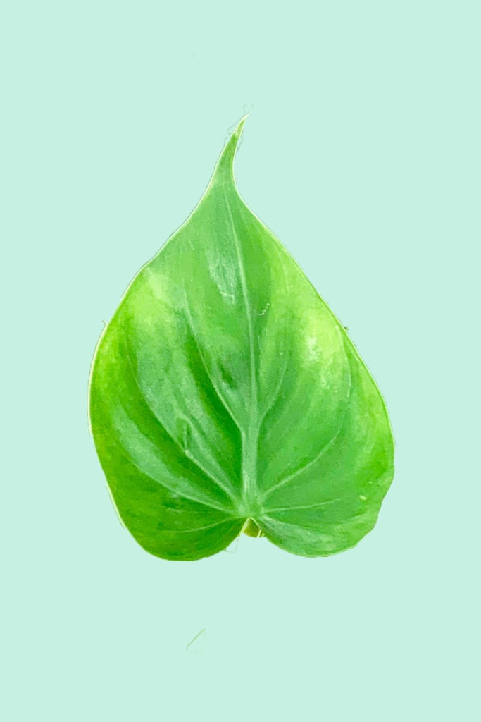 feuille philodendron Philodendron scandens (feuille de coeur)