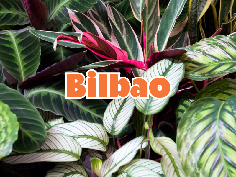 Gran Venta de Plantas BILBAO