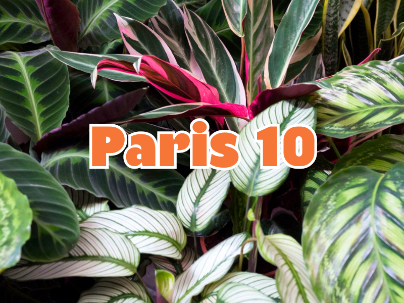 GRANDE VENTE DE PLANTES PARIS 10