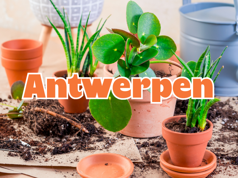 THE BIG PLANT POP-UP - ANTWERPEN