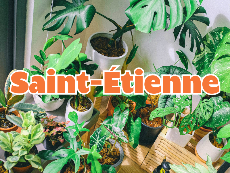 GRANDE VENTE DE PLANTES SAINT-ETIENNE