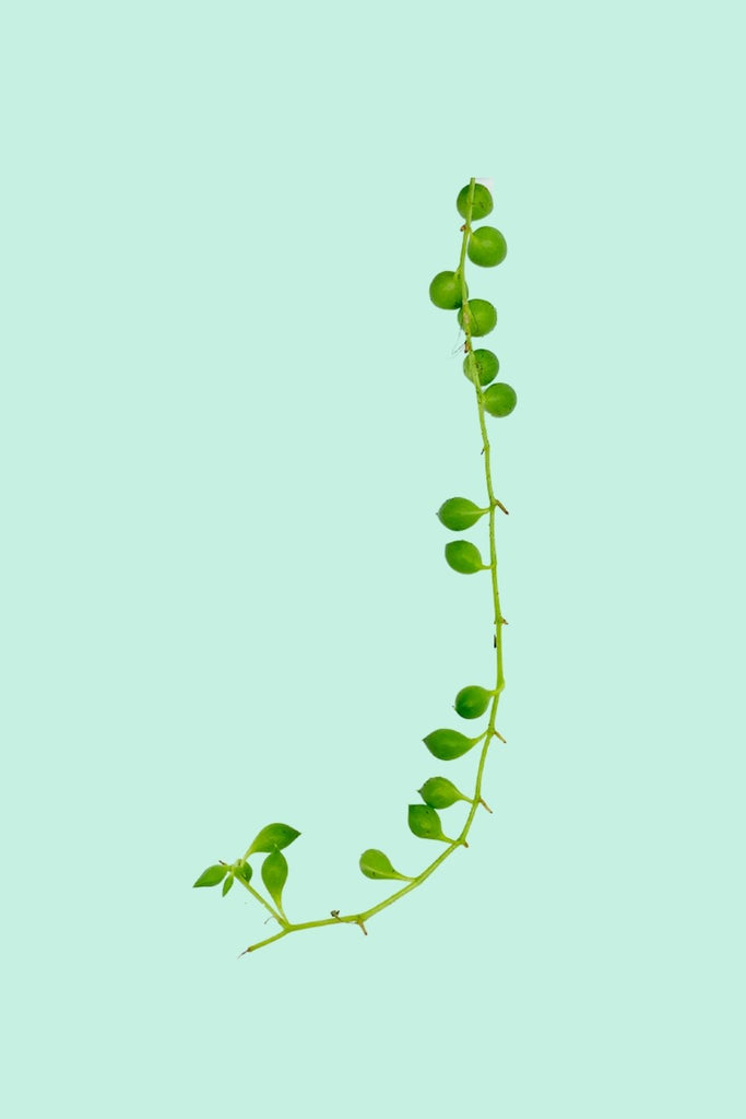 Senecio rowleyanus (Plante collier de perles)