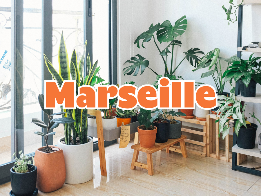 GRANDE VENTE DE PLANTES MARSEILLE