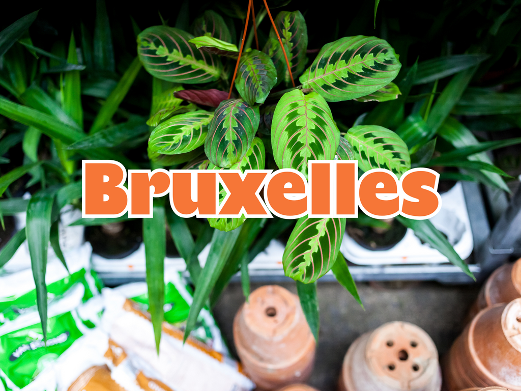 GRANDE VENTE DE PLANTES BRUXELLES