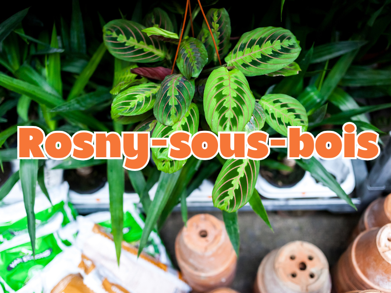 GRANDE VENTE DE PLANTES ROSNY