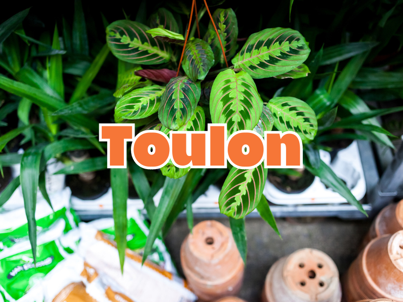 GRANDE VENTE DE PLANTES TOULON