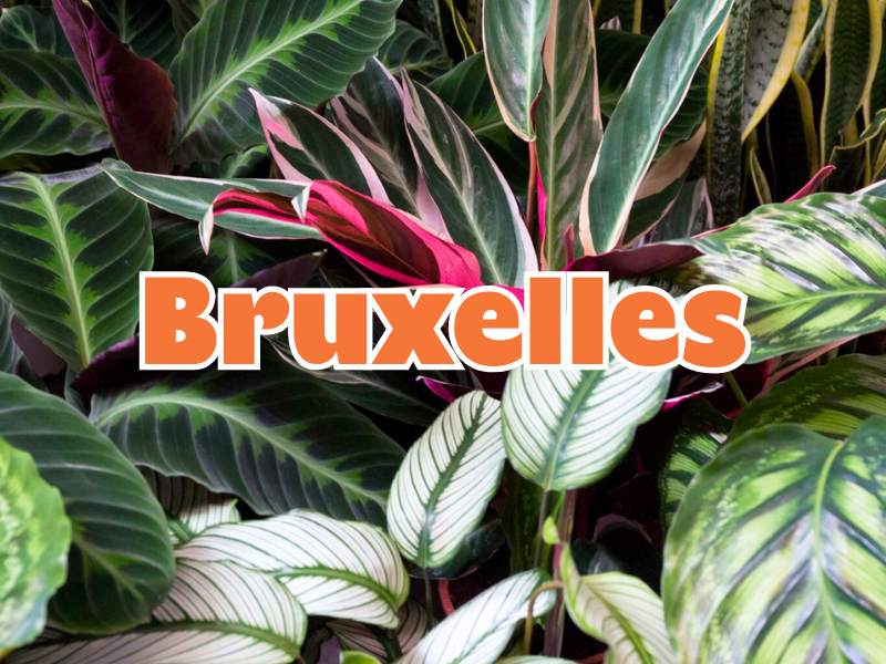 GRANDE VENTE DE PLANTES BRUXELLES