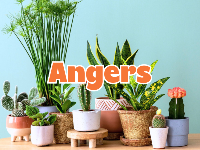 GRANDE VENTE DE PLANTES ANGERS